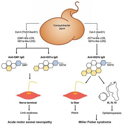 Miller Fisher syndrome: an updated narrative review